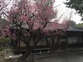 名古屋城の写真_514940