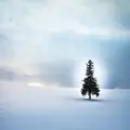 クリスマスツリーの木の写真_522436