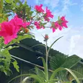 壺屋やちむん通りの写真_530716