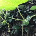 壺屋やちむん通りの写真_530717