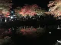 曽木公園の写真_530850