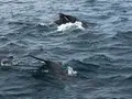 かづさイルカウオッチングの写真_533120