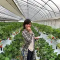 いちご狩り Mama's Berryの写真_534996