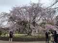六義園の写真_542083