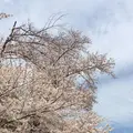 与野公園の写真_543949