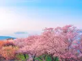 紫雲出山の写真_544133
