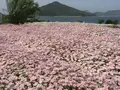 フラワーパーク浦島の写真_544138