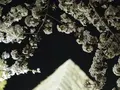 丸亀城の写真_544140