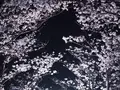 丸亀城の写真_544143