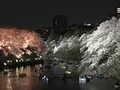 千鳥ヶ淵緑道の写真_545063