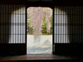 高台寺の写真_546394