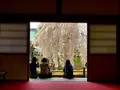高台寺の写真_546395
