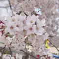 淀川河川公園背割堤地区の写真_546746