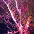 元離宮 二条城の写真_546791