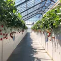 かたのいちご園の写真_549726