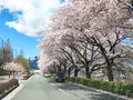 秦野市カルチャーパーク 第６駐車場の写真_549733
