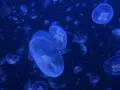 鶴岡市立加茂水族館（クラゲドリーム館）の写真_556778