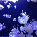 鶴岡市立加茂水族館（クラゲドリーム館）の写真_556779