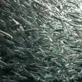 鶴岡市立加茂水族館（クラゲドリーム館）の写真_556780