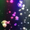 鶴岡市立加茂水族館（クラゲドリーム館）の写真_556781