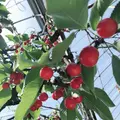 安達農園の写真_556792