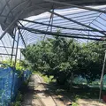 安達農園の写真_556793