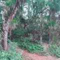 伊良部島の写真_556822