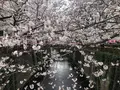 目黒川の写真_557708