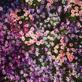 里山ガーデンの写真_558240