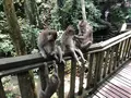 モンキーフォレスト（Monkey Forest）の写真_558936