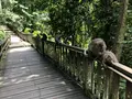 モンキーフォレスト（Monkey Forest）の写真_558937