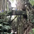 モンキーフォレスト（Monkey Forest）の写真_558939