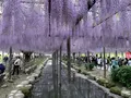 天王川公園の藤の写真_561168