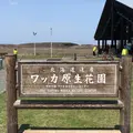 ワッカ原生花園の写真_563275