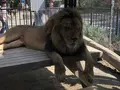 桐生が岡動物園の写真_563845