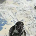 稚内市立ノシャップ寒流水族館の写真_564013