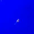 稚内市立ノシャップ寒流水族館の写真_564021