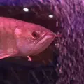 稚内市立ノシャップ寒流水族館の写真_564022
