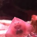 稚内市立ノシャップ寒流水族館の写真_564023