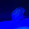 稚内市立ノシャップ寒流水族館の写真_564024
