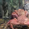 稚内市立ノシャップ寒流水族館の写真_564028
