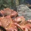 稚内市立ノシャップ寒流水族館の写真_564033