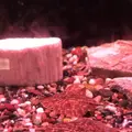 稚内市立ノシャップ寒流水族館の写真_564034