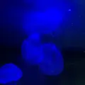稚内市立ノシャップ寒流水族館の写真_564036
