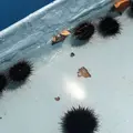 稚内市立ノシャップ寒流水族館の写真_564040
