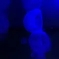 稚内市立ノシャップ寒流水族館の写真_564043