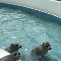 稚内市立ノシャップ寒流水族館の写真_564044