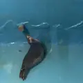 稚内市立ノシャップ寒流水族館の写真_564045