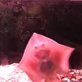 稚内市立ノシャップ寒流水族館の写真_564049