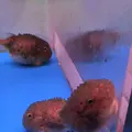 稚内市立ノシャップ寒流水族館の写真_564051